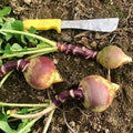 Joan Rutabaga Seeds – 500+ Non-GMO Heirloom Brassica napus for Garden Planting, Vegetable Seeds, USA Grown