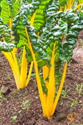 Orange Swiss Chard Seeds - 50 Count, Beta vulgaris var. cicla, Nutrient-Rich Leafy Greens for Home Gardens