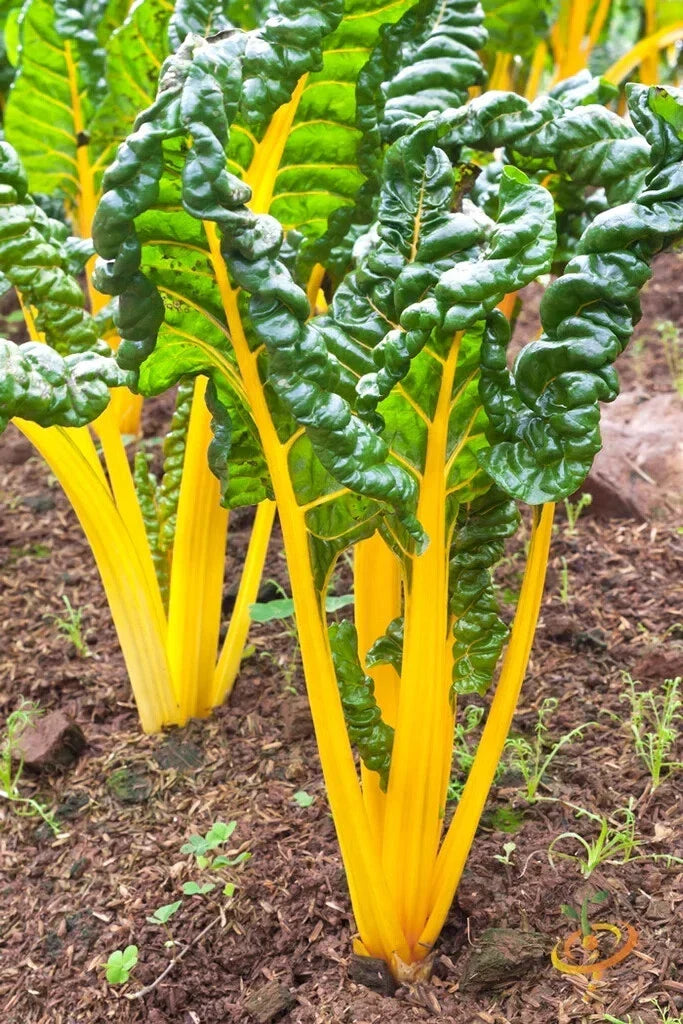 Orange Swiss Chard Seeds - 50 Count, Beta vulgaris var. cicla, Nutrient-Rich Leafy Greens for Home Gardens