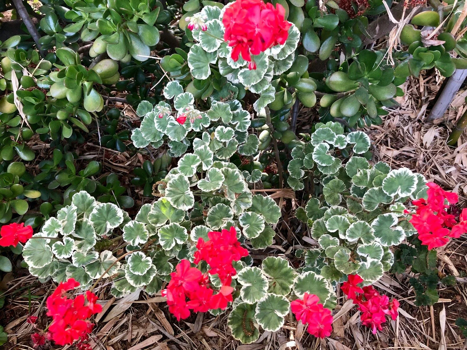 Variegated Pelargonium Zonal Geranium Live Plant Cutting – Rare Variegated Pelargonium × hortorum, 6-inch Starter, Indoor & Outdoor