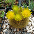 Notocactus Graessneri Flaviflorus Cactus Plant | Live Succulent with Yellow Flowers