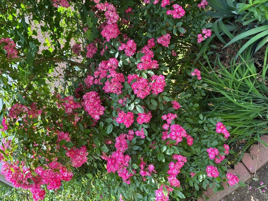 Rosa Red Riding Hood Hedge Rose Cuttings – 3 Pieces, 6-8” Long, Vibrant Red Blooms, Garden Landscape, Rosa 'Red Riding Hood'