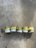 Rooted Sugarcane Cuttings - Tropical Live Plant for Garden or Container - Saccharum officinarum