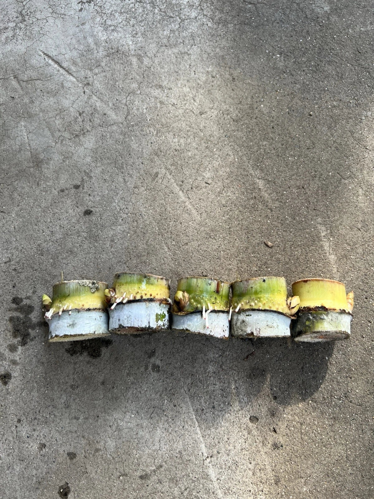Rooted Sugarcane Cuttings - Tropical Live Plant for Garden or Container - Saccharum officinarum