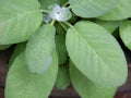 Non-GMO Broadleaf Sage Seeds, Culinary Herb Seeds for Garden, Salvia officinalis, Pack of 100 Seeds