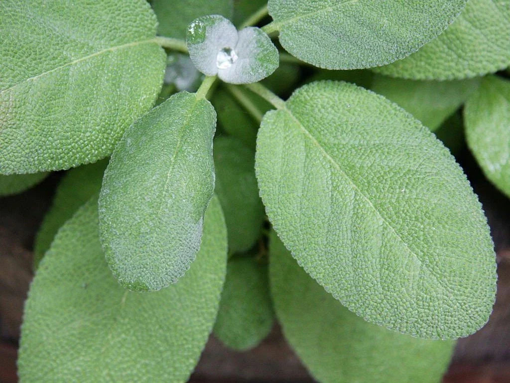 Non-GMO Broadleaf Sage Seeds, Culinary Herb Seeds for Garden, Salvia officinalis, Pack of 100 Seeds