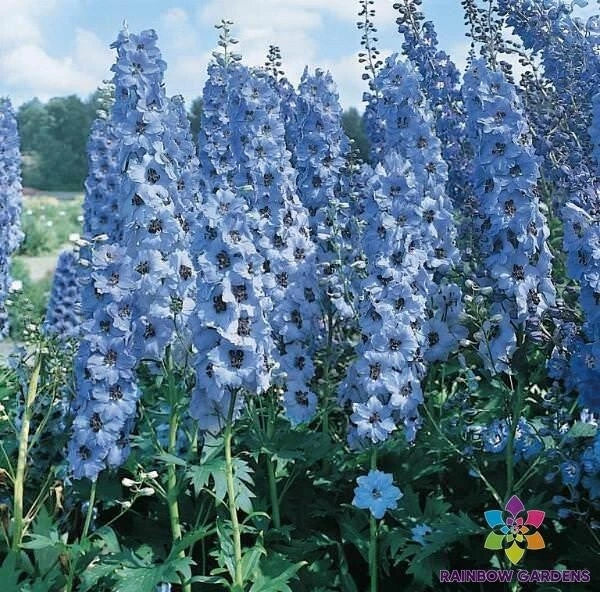 Pacific Giant Blue Jay Delphinium Seeds - 200+ Non-GMO Seeds for Garden, Delphinium elatum, Vibrant Blue Flowers, Full Sun to Partial Shade