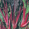 Swiss Chard Seeds - Ruby Red Heirloom, 500 Non-GMO Beta vulgaris subsp. cicla Seeds for Home Garden
