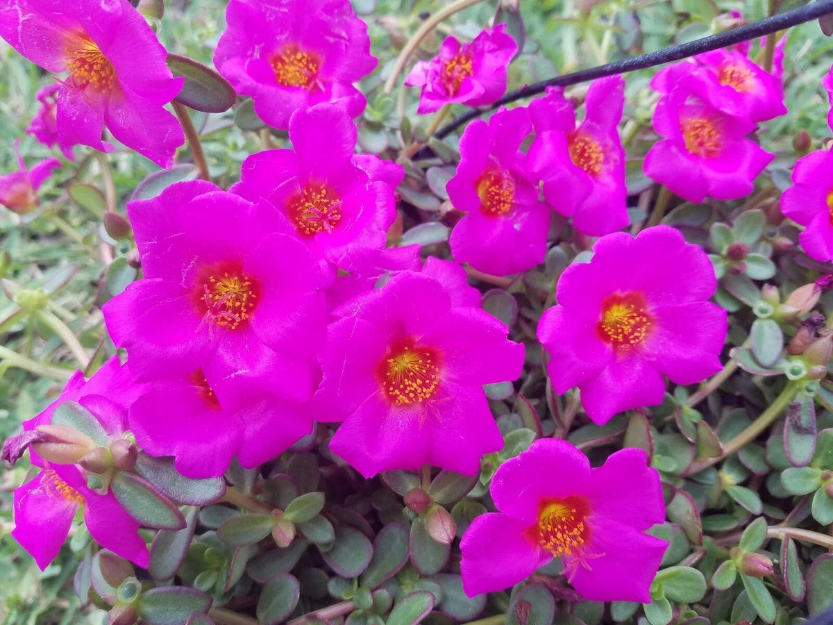 Fuchsia Purslane Cuttings - Bright Purple Flowers - Single Flower Variety - Portulaca oleracea