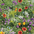 Beneficial Bug Wildflower Seed Mixture 0.25 lb. Native Pollinator Plants Eco-Friendly Garden Seeds