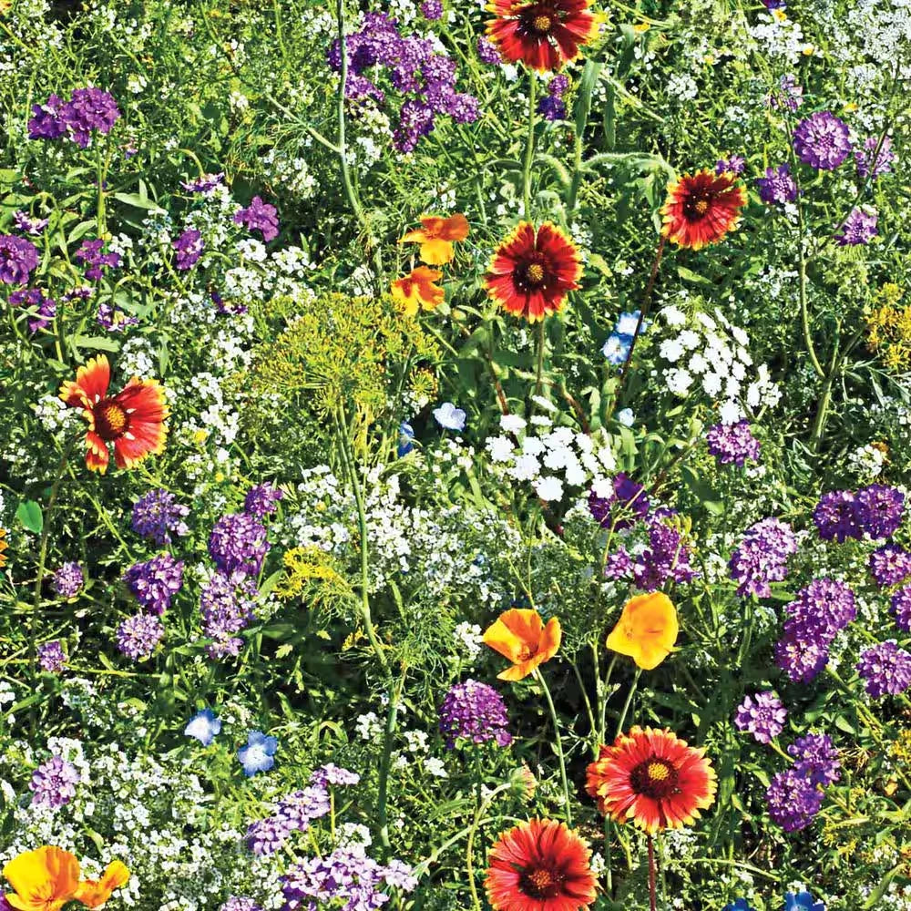 Beneficial Bug Wildflower Seed Mixture 0.25 lb. Native Pollinator Plants Eco-Friendly Garden Seeds