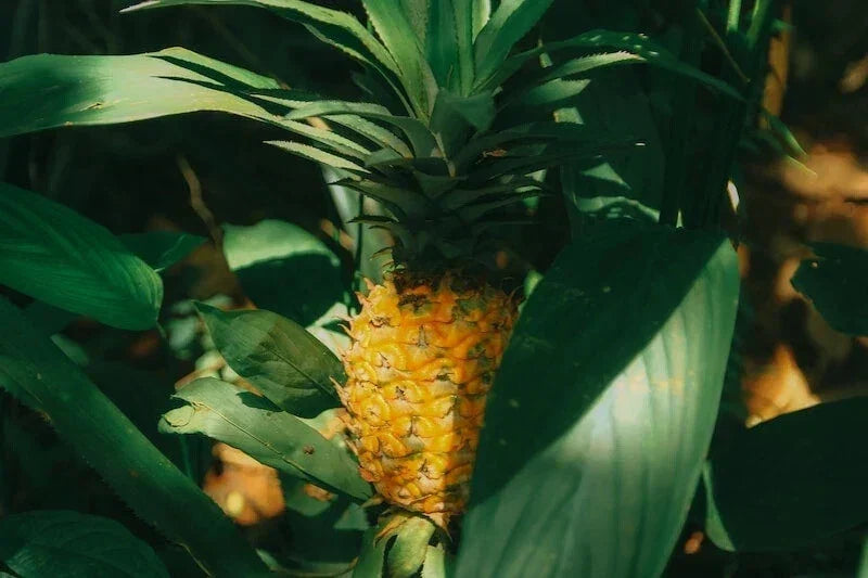 Cabezona Pineapple Seeds 15+ Pack Ananas comosus Garden Planting Non-GMO USA Grown Free Shipping