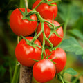 Moneymaker Tomato Seeds | Indeterminate Cordon Stake Tomatoes | Solanum lycopersicum | Juicy, Red, Bountiful Harvest