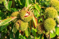 Chinese Chestnuts Tree Seeds - Castanea mollissima - Edible Nut Producing, Wildlife Attractant, Deciduous Tree, 100 Seeds