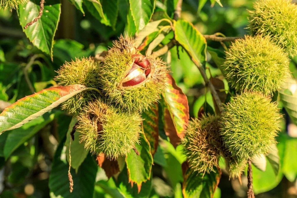 Chinese Chestnuts Tree Seeds - Castanea mollissima - Edible Nut Producing, Wildlife Attractant, Deciduous Tree, 100 Seeds
