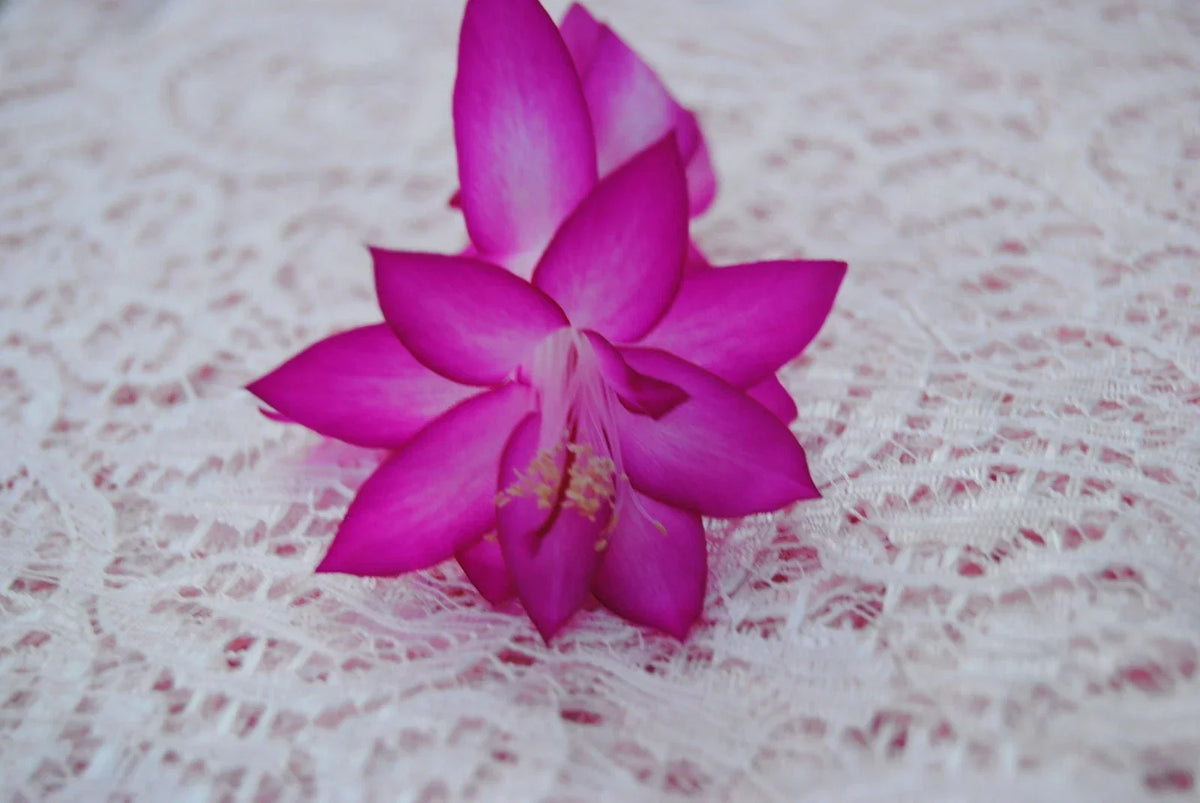 Christmas Cactus Starter Plant - Japanese Dream Schlumbergera truncata - Indoor Succulent for Home Decor