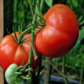 Burpee Big Boy Tomato Seeds – Organic Non-GMO Hybrid, Large Juicy Fruits, Solanum lycopersicum, 10+ Seeds