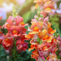Rocket Bronze Snapdragon Seeds - 1000+ Antirrhinum majus Garden Seeds for Borders, Containers, Full Sun