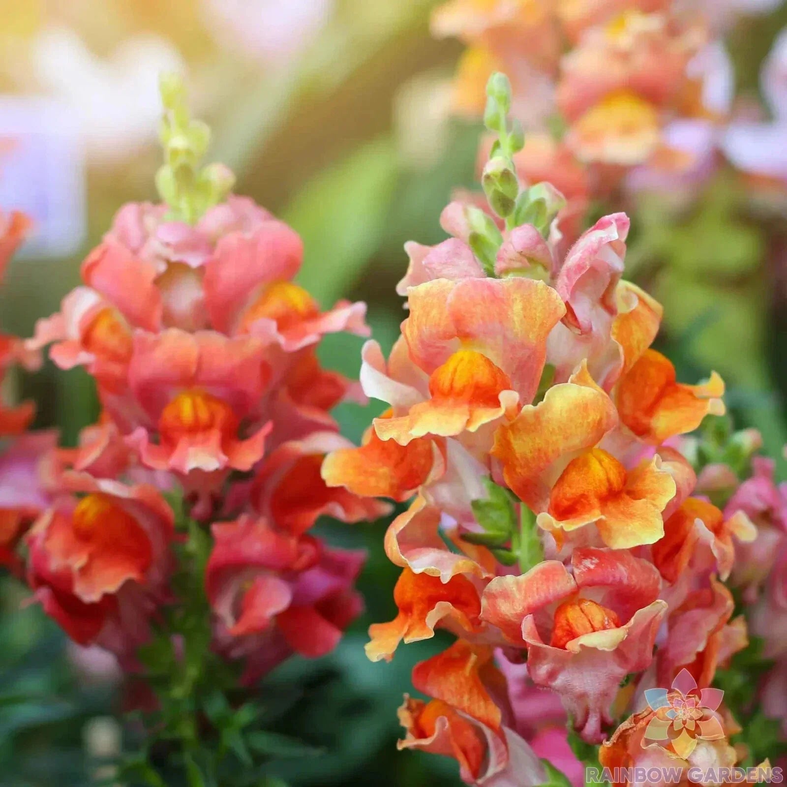 Rocket Bronze Snapdragon Seeds - 1000+ Antirrhinum majus Garden Seeds for Borders, Containers, Full Sun