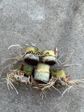 Rooted Sugarcane Cuttings - 5pcs Sweet Juicy Tropical Plant Saccharum officinarum