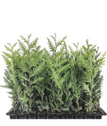 Emerald Green Arborvitae Trees - 5 Starter Plants, Thuja occidentalis 'Emerald Green', Privacy Shrubs, Landscape Hedge