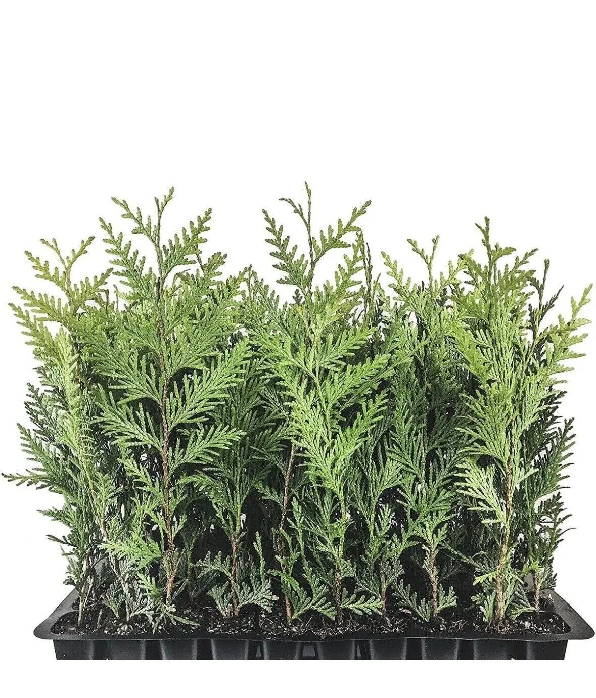 Emerald Green Arborvitae Trees - 5 Starter Plants, Thuja occidentalis 'Emerald Green', Privacy Shrubs, Landscape Hedge