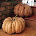 Fairytale Pumpkin Seeds - Heirloom Non-GMO Cucurbita pepo, Unique Ribbed Pumpkins for Decoration & Cooking, Seed Packet