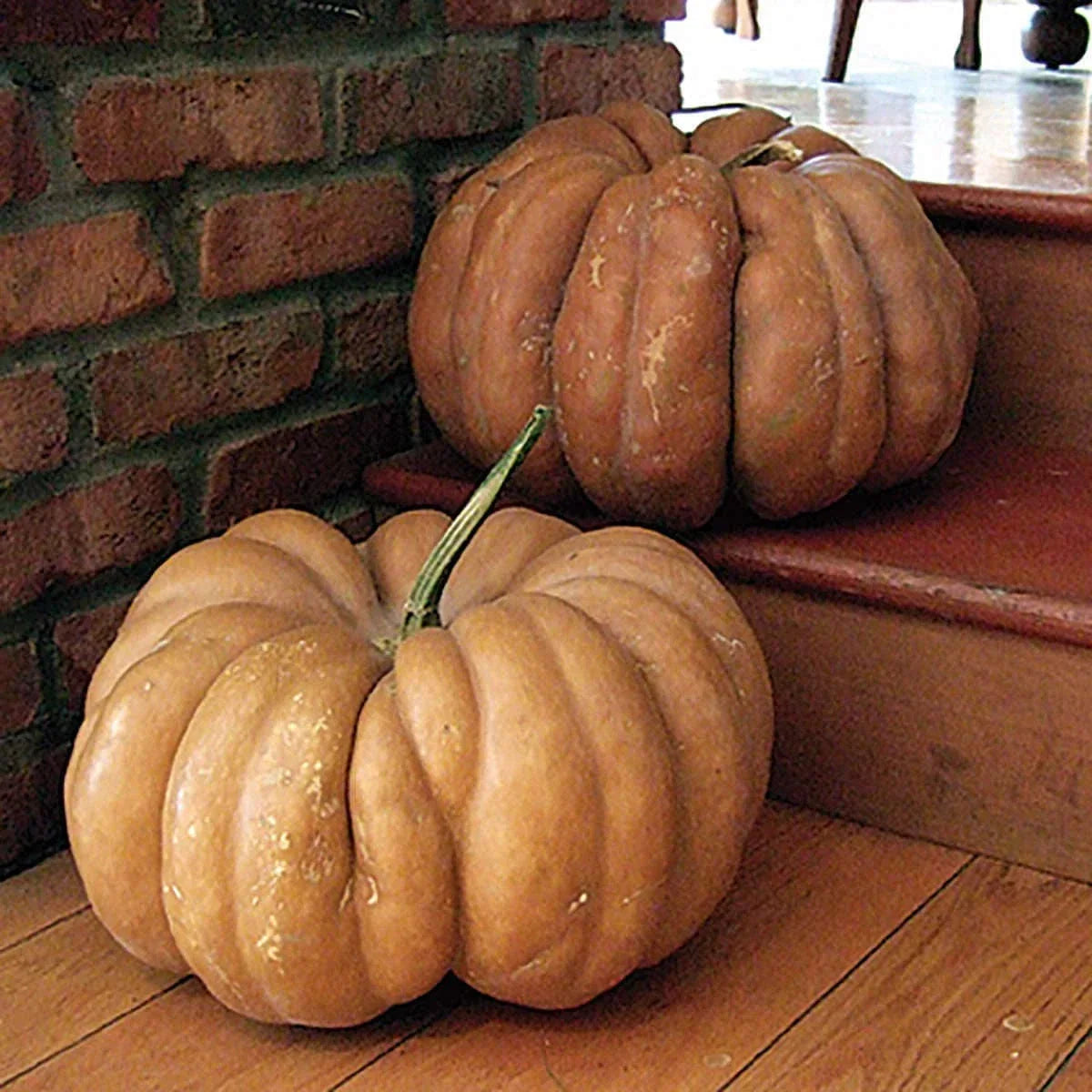Fairytale Pumpkin Seeds - Heirloom Non-GMO Cucurbita pepo, Unique Ribbed Pumpkins for Decoration & Cooking, Seed Packet