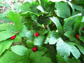 Golden Seal Roots - 10 Pack - Hydrastis Canadensis - Natural Herbal Remedy for Health