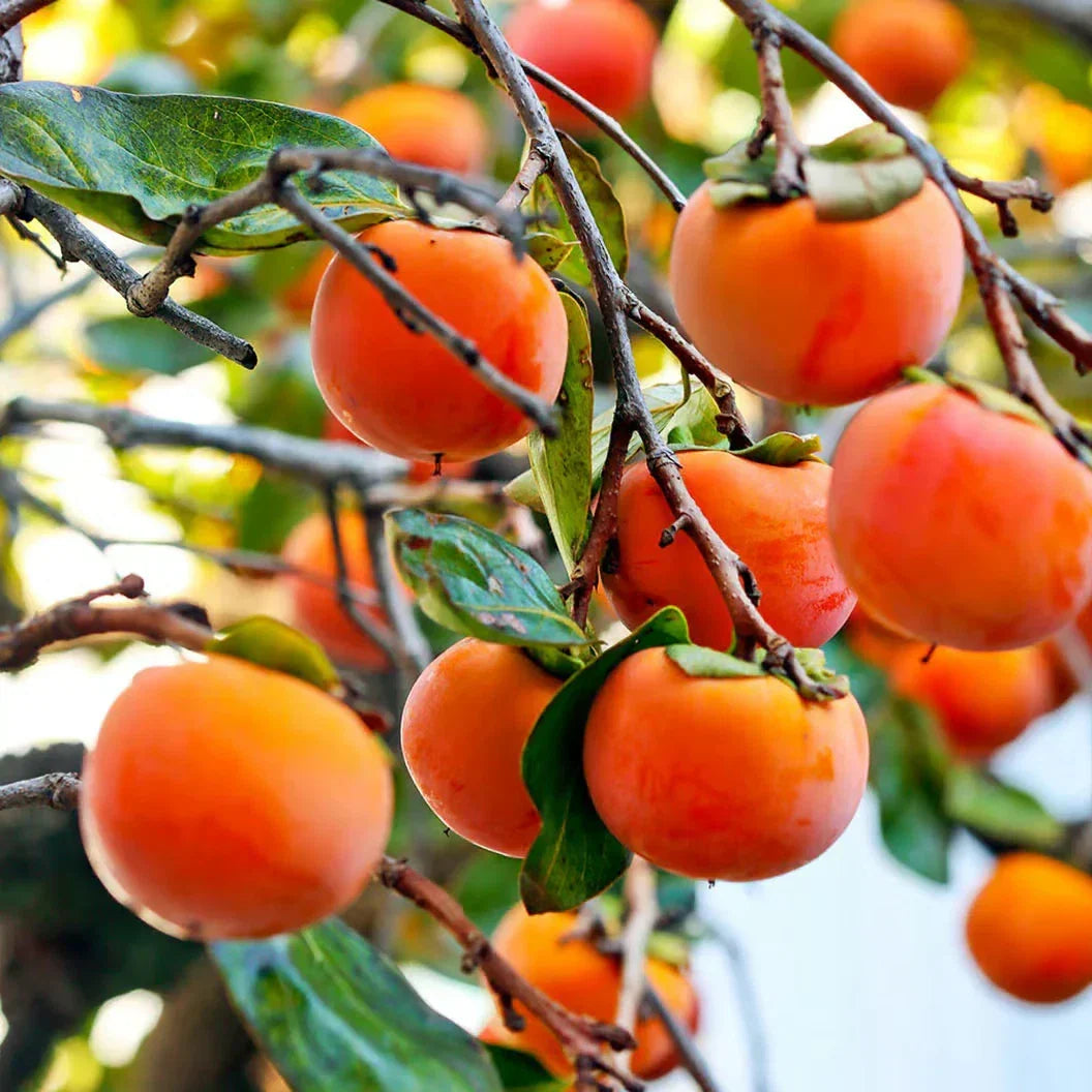 Organic Japanese Fuyu Persimmon Tree Scions Cuttings 6-8in for Rooting & Grafting Diospyros kaki
