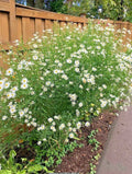 False Aster Seeds - 200+ Perennial Wildflower for Poor Soils, Native Boltonia asteroides, Drought Tolerant, Summer & Fall Bloom