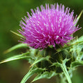Organic Milk Thistle Seeds Pack of 50+ | Silybum marianum Herb Seeds for Liver Health & Pollinator Garden