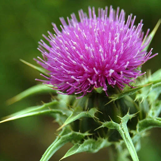 Organic Milk Thistle Seeds Pack of 50+ | Silybum marianum Herb Seeds for Liver Health & Pollinator Garden