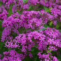 Catchfly Seeds - 2000 Non-GMO Purple Flower Seeds for Rock Gardens, Borders & Meadows - Silene armeria