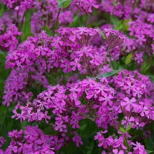 Catchfly Seeds - 2000 Non-GMO Purple Flower Seeds for Rock Gardens, Borders & Meadows - Silene armeria