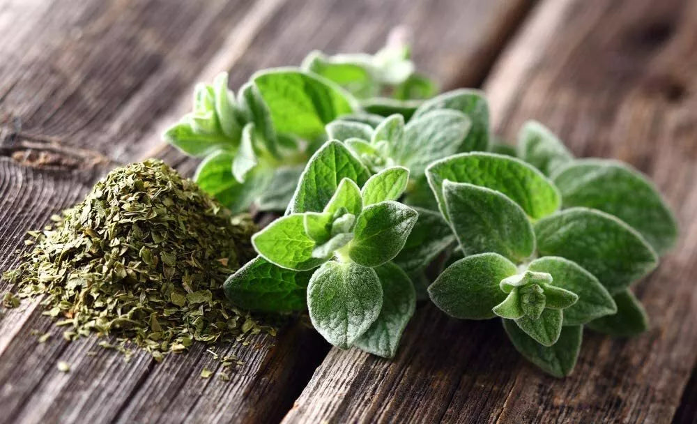 Oregano Seeds - 150 Count for Culinary Herb Gardening - Origanum vulgare
