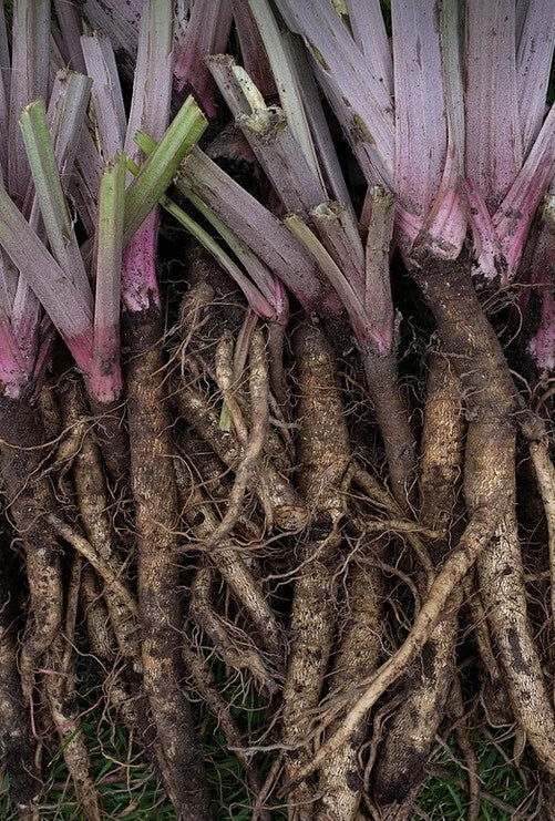 Burdock Seeds - Heirloom Arctium lappa for Edible Roots - 10-200 Seeds - Gobo Kimpira, Biennial Herb, Full Sun