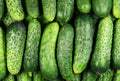 National Pickling Cucumber Seeds, Non-GMO, Gherkins, Organic, Cucumis sativus for Home Gardening