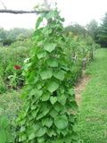Kentucky Pole Bean Seeds – Non-GMO Heirloom Seeds for Climbing Vegetables – Phaseolus vulgaris, 50+ Seeds