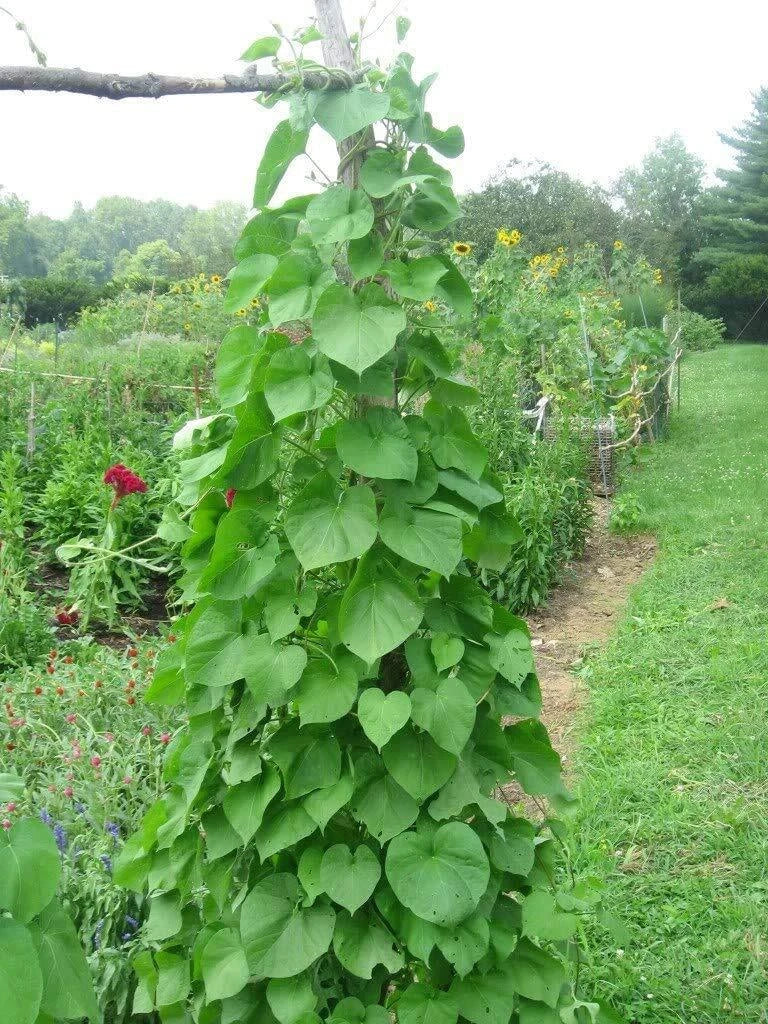 Kentucky Pole Bean Seeds – Non-GMO Heirloom Seeds for Climbing Vegetables – Phaseolus vulgaris, 50+ Seeds