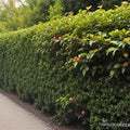 American Holly Seeds - 30 Pack Ilex opaca for Hedges, Shrubs & Wildlife Gardens