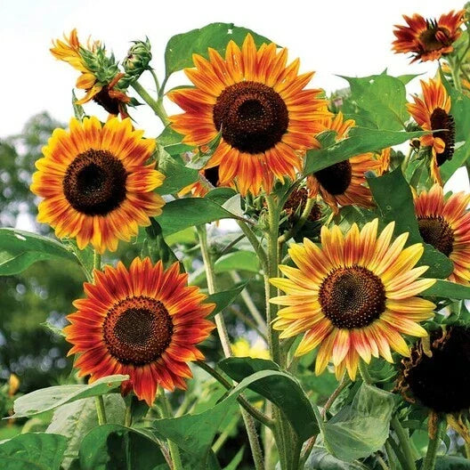 Sunflower Seeds - 100 Count - Evening Colors Rust Red - Helianthus annuus - Non-GMO, Pollinator & Bird Attracting