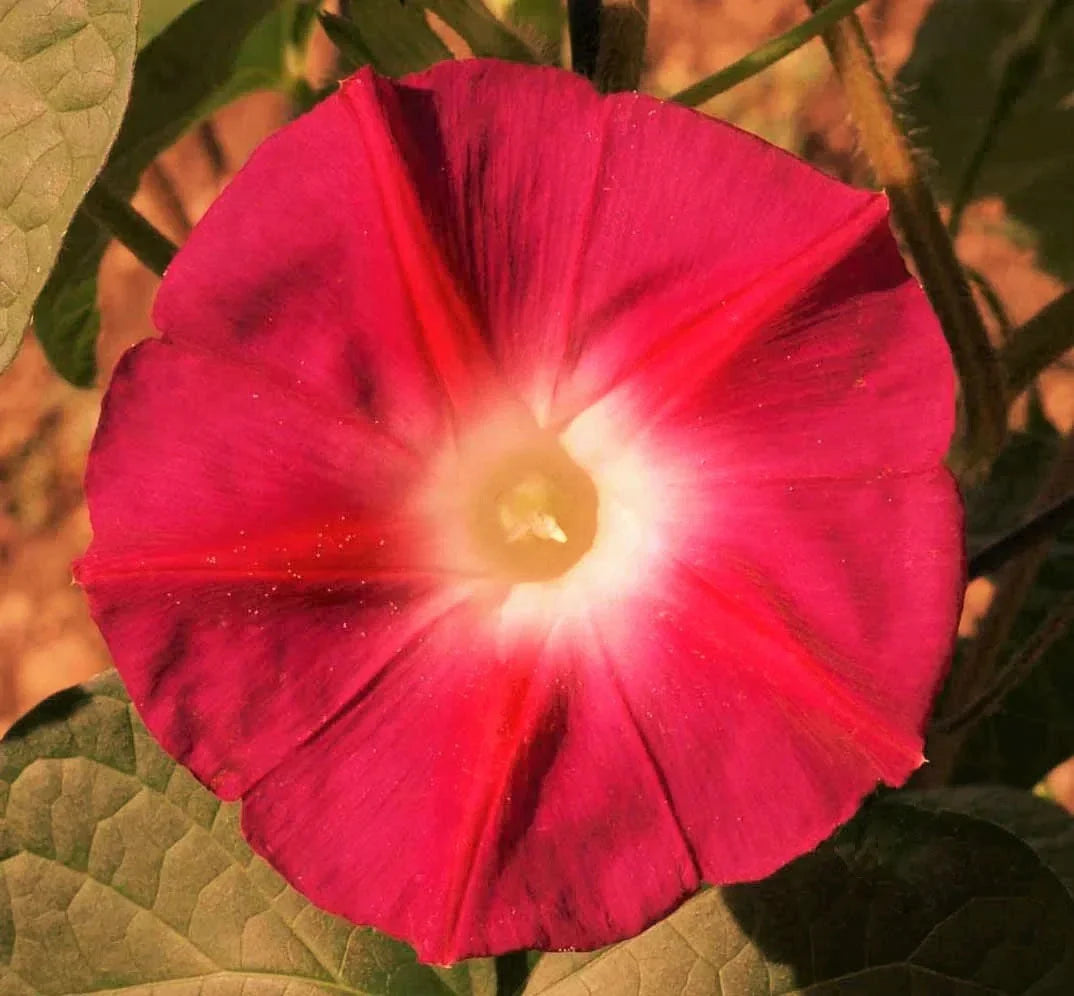 Morning Glory Seeds Scarlett O'Hara Variety Non-GMO for 2025 Garden Climbing Ipomoea purpurea