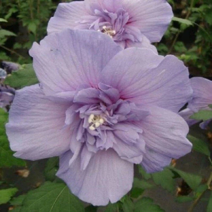 Double Light Purple Hibiscus Seeds - Perennial Flower Seeds for Garden, Hibiscus rosa-sinensis, 20 Pack