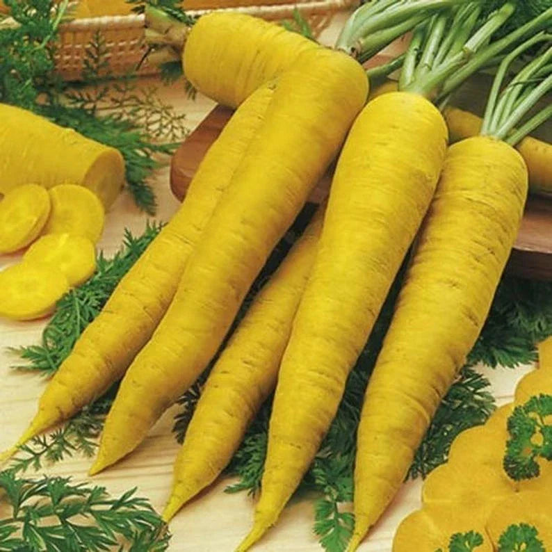 Solar Yellow Carrot Seeds Non-GMO Daucus carota Bright Yellow Colorful Vegetable Seeds