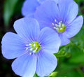 Blue Flax Flower Seeds Pack of 1000+ | Perennial Wildflower Seeds | Linum lewisii | Ornamental Garden Seeds