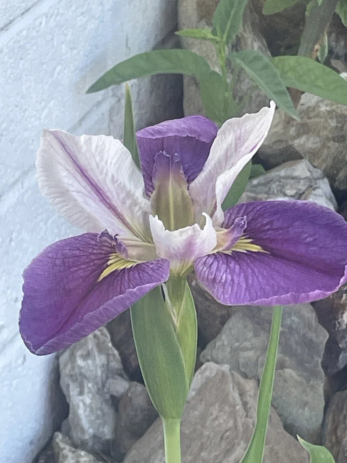 Live Louisiana Iris Plant - Bi-Color Aquatic Marginal - Iris hexagona Water Garden Pond Plant