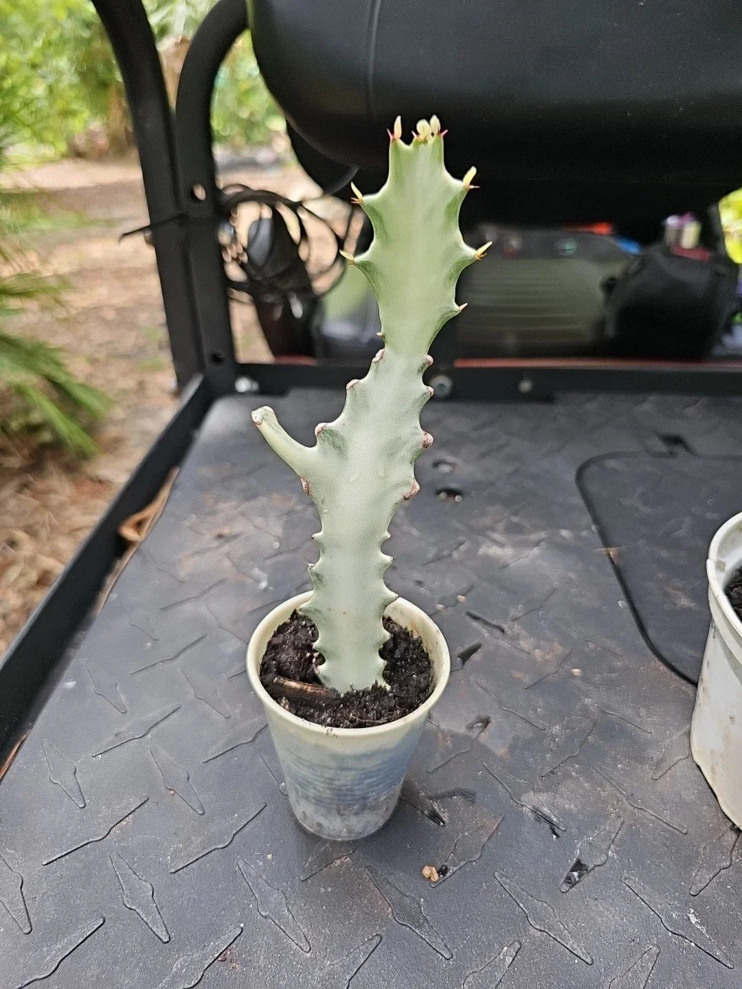 Rooted Euphorbia Lactea White Ghost Variegated Cactus 9" - Unique Succulent for Indoor Decor