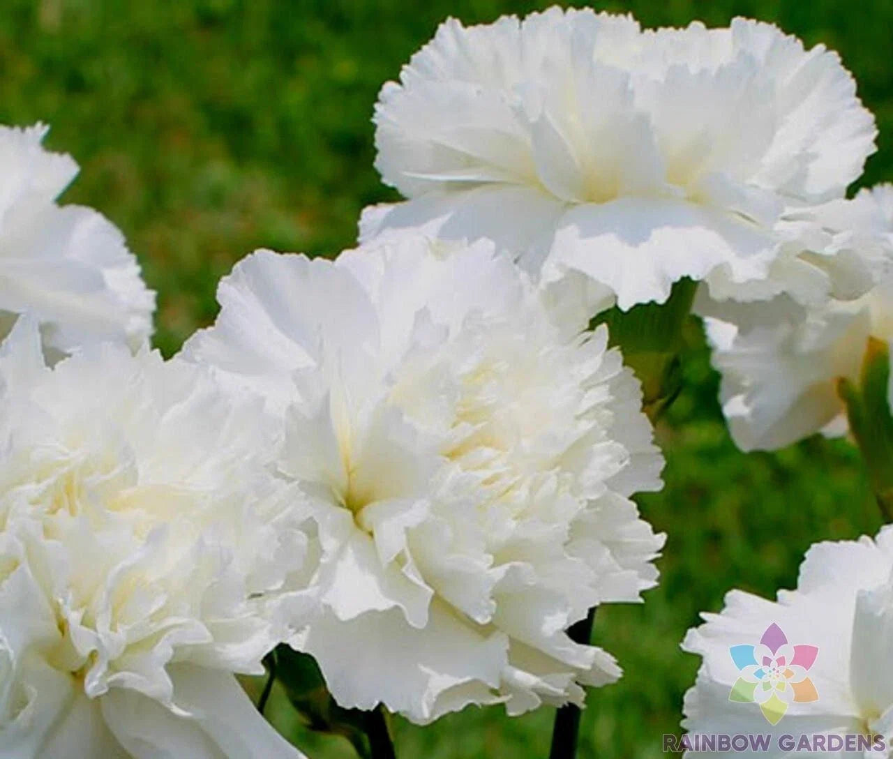 White Grenadin Carnation Seeds - 200+ Non-GMO Dianthus caryophyllus for Garden Planting, Borders & Bouquets