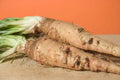Salsify Seeds - Sandwich Island Variety Non-GMO Root Vegetable Tragopogon porrifolius, 100 Seeds